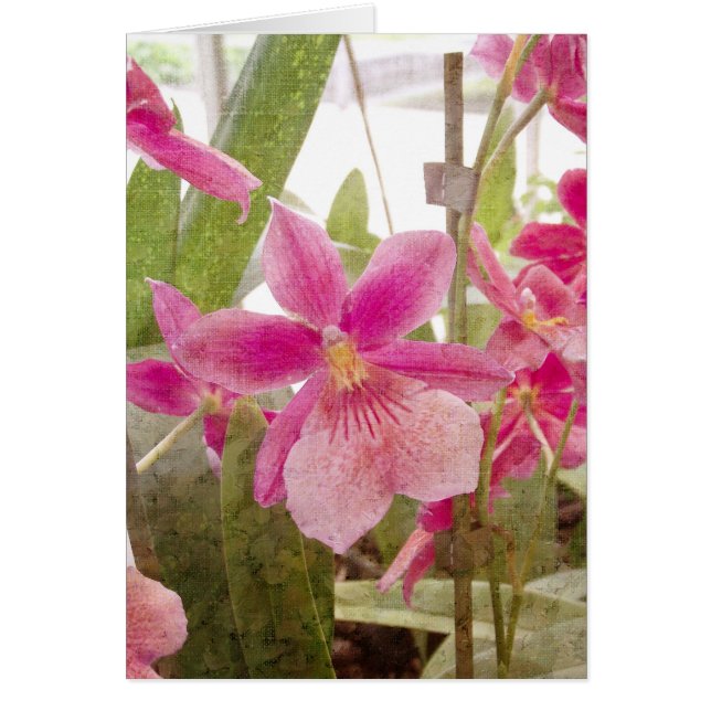 Rosa Orchid Greeting Card Hälsningskort (Framsidan)
