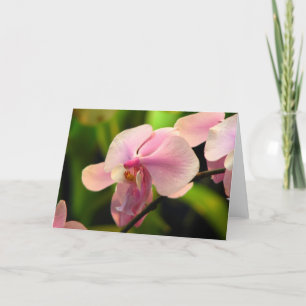 Rosa Orchid Greeting Card Kort