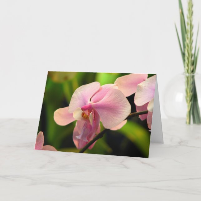 Rosa Orchid Greeting Card Kort (Framsida)
