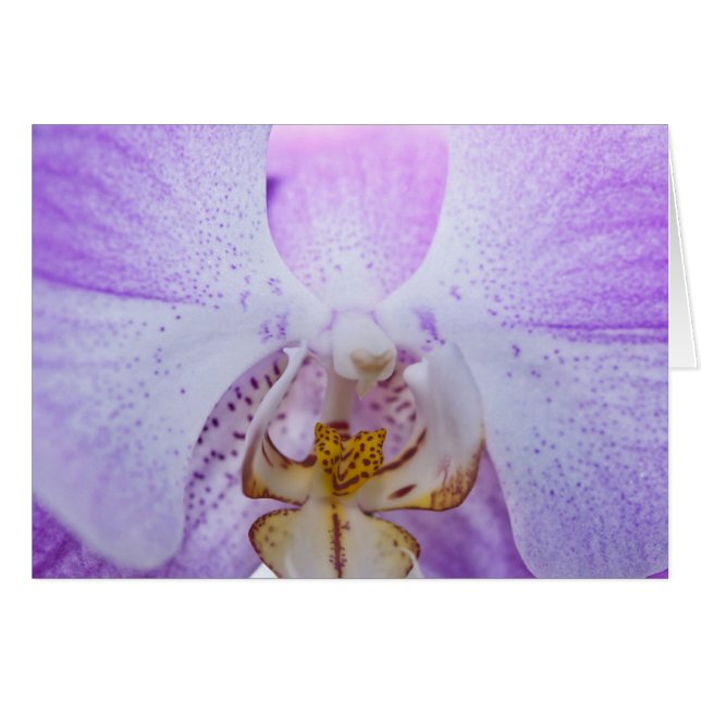 Rosa Orchid Hälsningskort (Framsidan Horizontal)