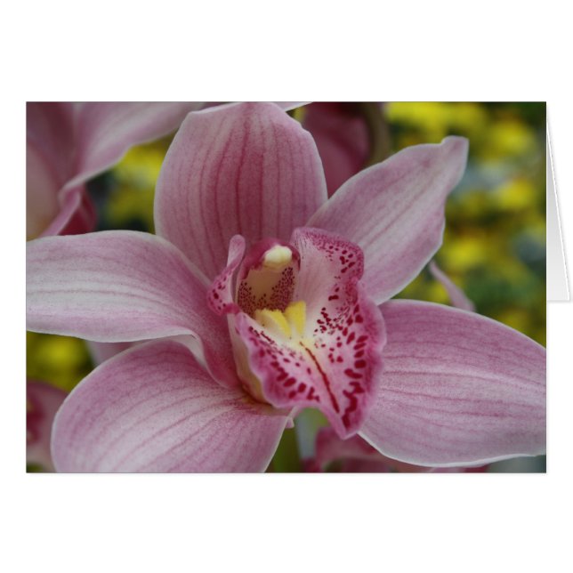 Rosa orchid hälsningskort (Framsidan Horizontal)