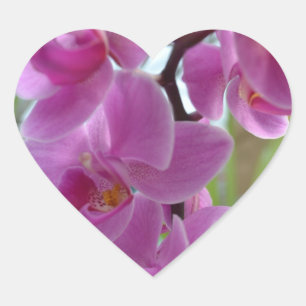 Rosa Orchid Hearts Hjärtformat Klistermärke