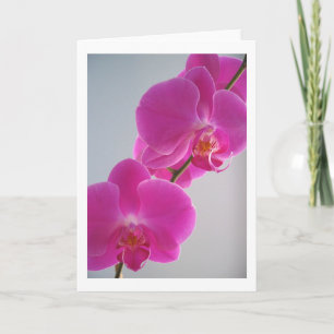 Rosa Orchid Kort