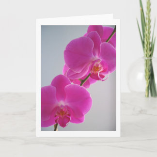 Rosa Orchid Kort