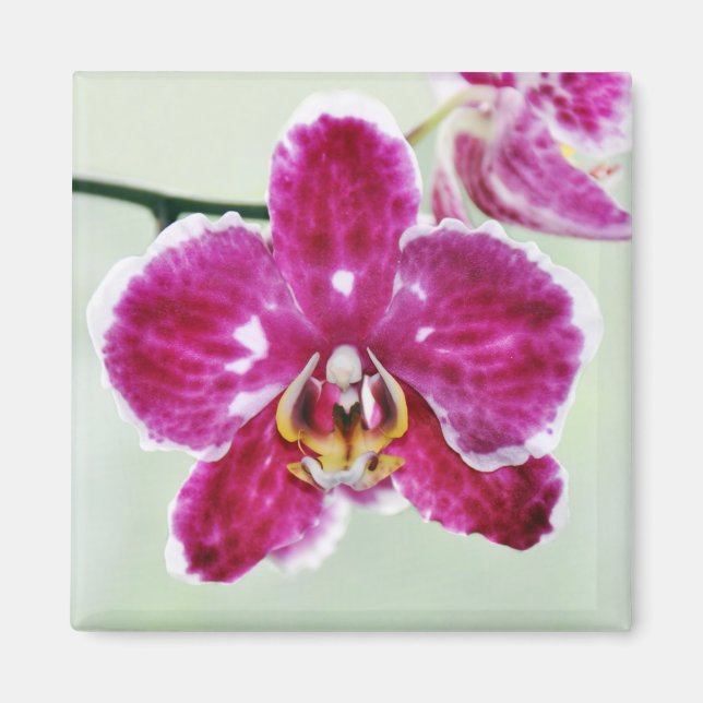 Rosa Orchid Magnet (Framsidan)