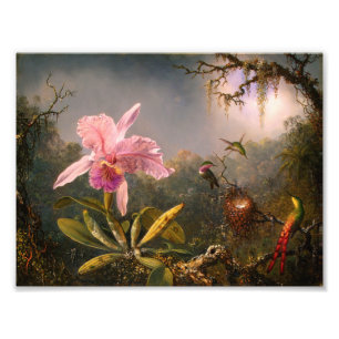 Rosa Orchid och tre Hummingbird Skriv ut Fototryck