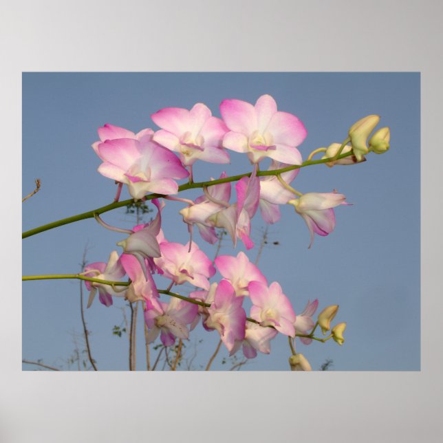 Rosa Orchid Poster (Framsidan)