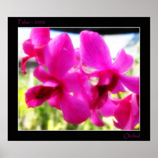Rosa Orchid Poster