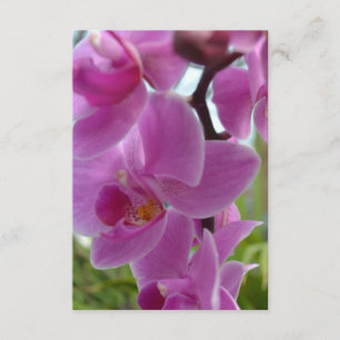 Rosa Orchid R.S.V.P. OSA Kort