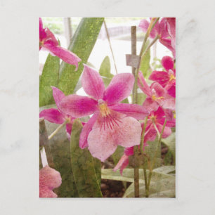 Rosa Orchid Vykort