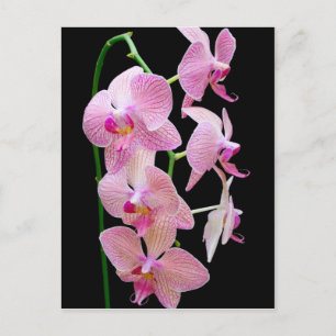Rosa orchid vykort