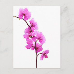 rosa orchid vykort