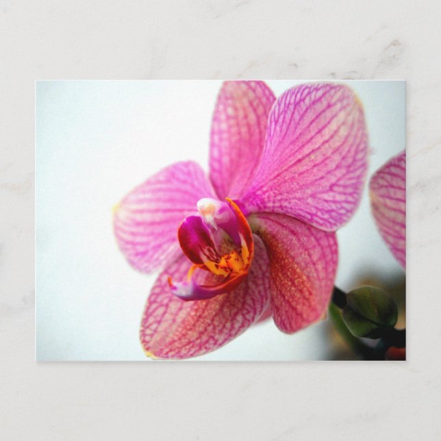 Rosa Orchid Vykort (Framsida)