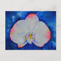Rosa  Orchid