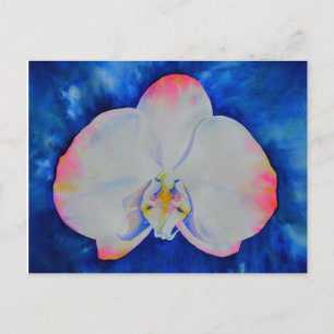 Rosa  Orchid Vykort