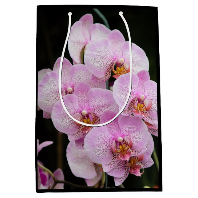 Rosa Orchids (Framsidan)