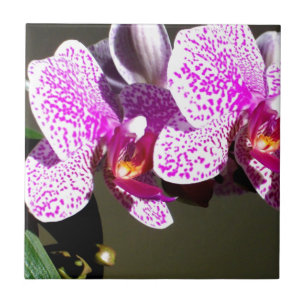 Rosa Orchids 1 Kakelplatta