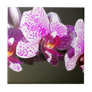 Rosa Orchids 2 Kakelplatta