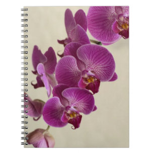 Rosa Orchids Anteckningsbok Med Spiral
