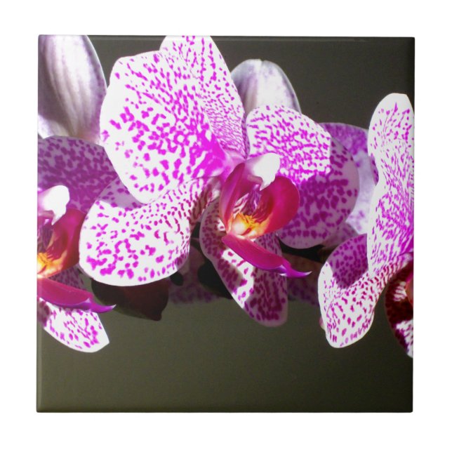 Rosa Orchids-foto av romantisk rosa tropiska blomm Kakelplatta (Framsidan)