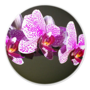 Rosa Orchids Knopp