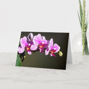 Rosa Orchids Kort