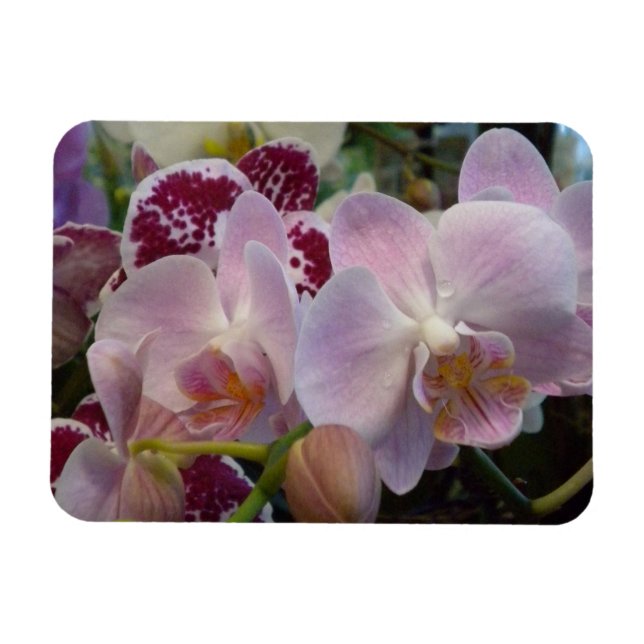 Rosa Orchids Magnet (Horisontell)