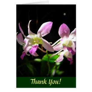 Rosa Orchids OBS Kort