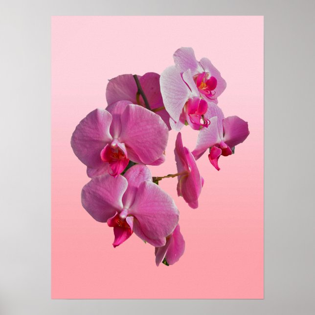 Rosa Orchids Poster (Framsidan)