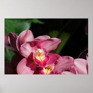 Rosa Orchids Poster