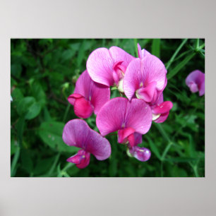 Rosa Orchids Poster