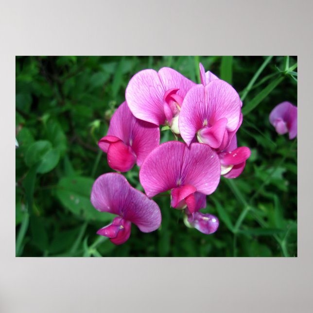 Rosa Orchids Poster (Framsidan)