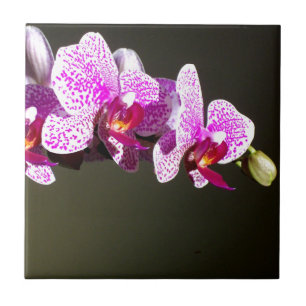 Rosa Orchids, romantisk tropisk blommigt Kakelplatta