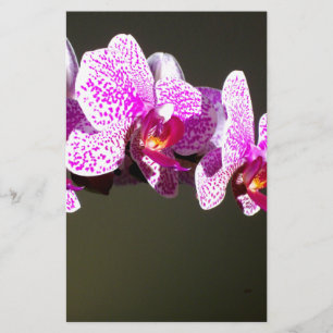 Rosa Orchids, tropiska blommor av rosa Brevpapper