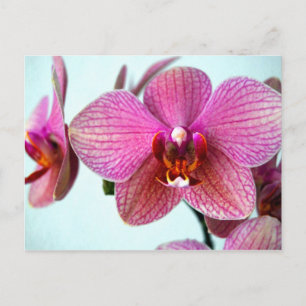 Rosa Orchids Vykort
