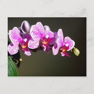 Rosa Orchids Vykort