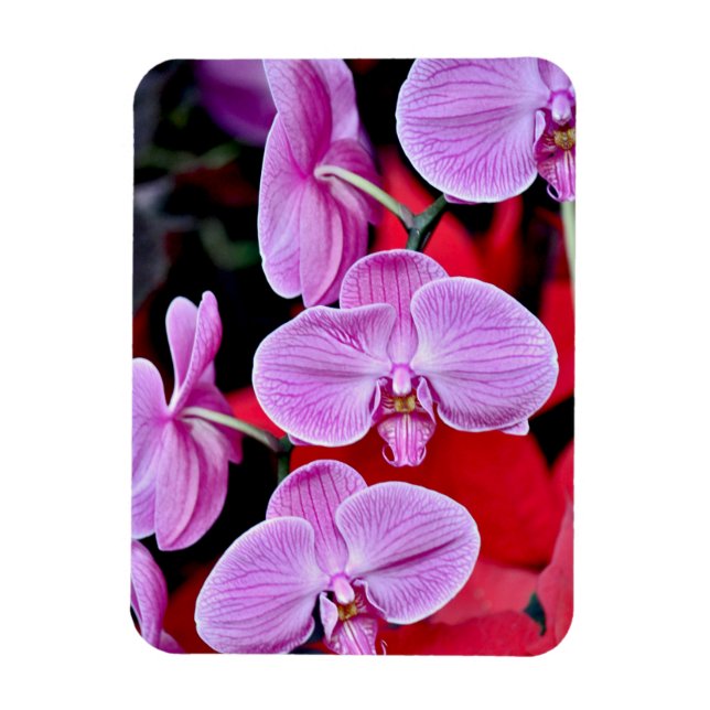 Rosa orchips, utskrift magnet (Vertikal)