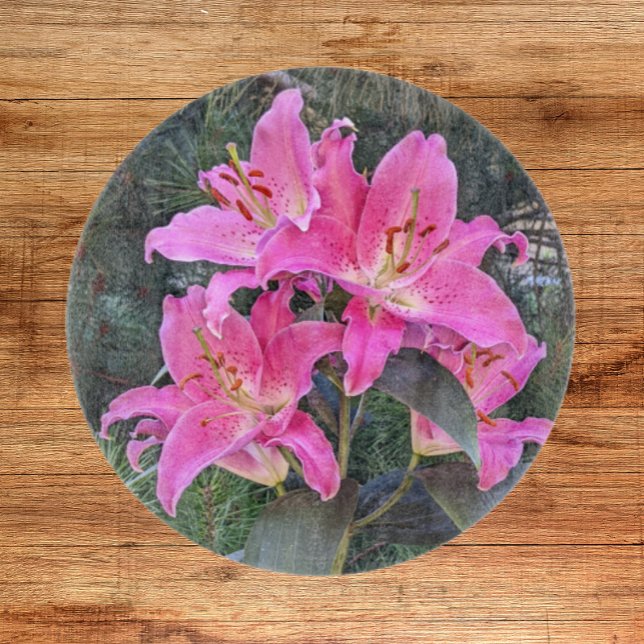 Rosa Oriental Lilies Blommigt (In Situ)