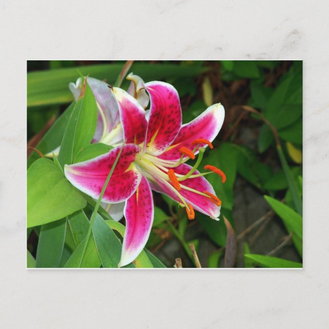 Rosa Oriental Stargazer Lily Postcard Vykort (Framsida)