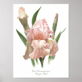 Rosa - originalteckning Poster