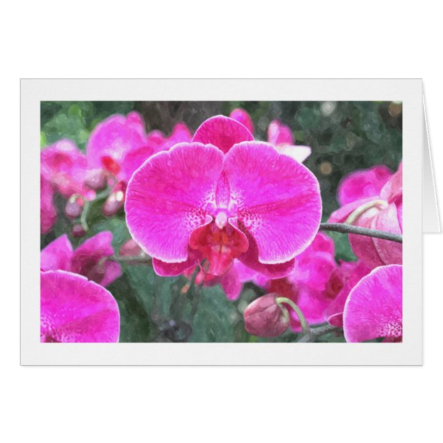 Rosa, orkidéblomma, blomfoto hälsningskort (Framsidan Horizontal)