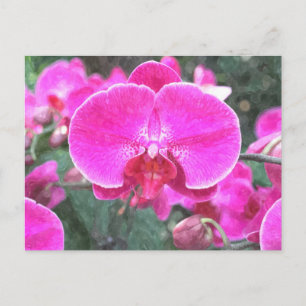 Rosa, orkidéblomma, blomfoto vykort