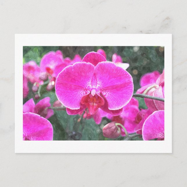 Rosa orkidéblomma, blomfotografering vykort (Framsida)
