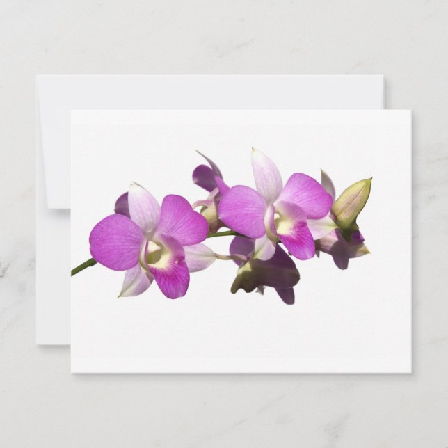 Rosa orkidéer (Framsida)