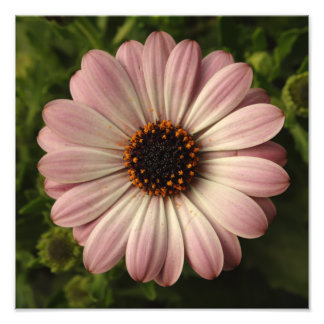 Rosa Osteospermum Fototryck