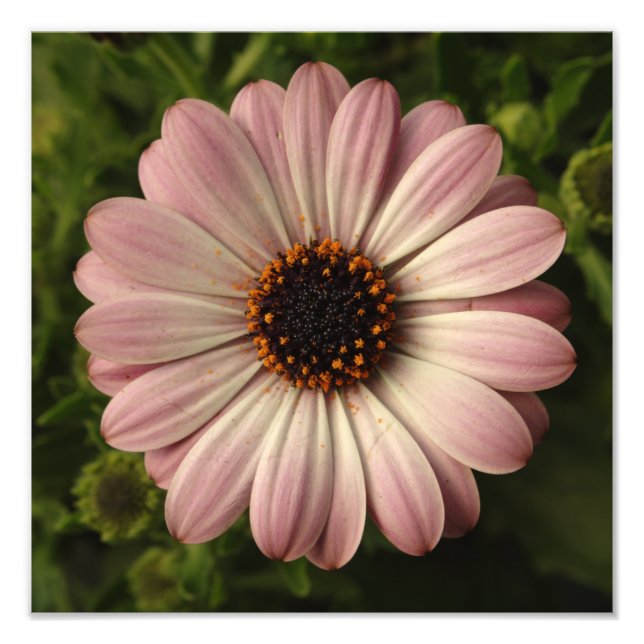 Rosa Osteospermum Fototryck (Framsidan)
