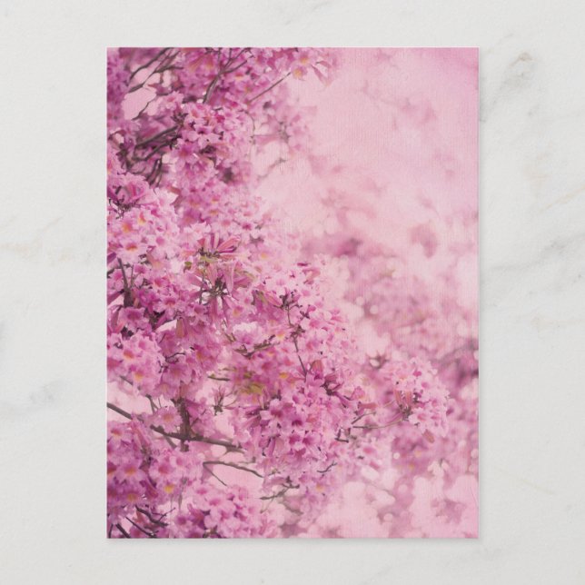 Rosa på rosa vykort (Framsida)