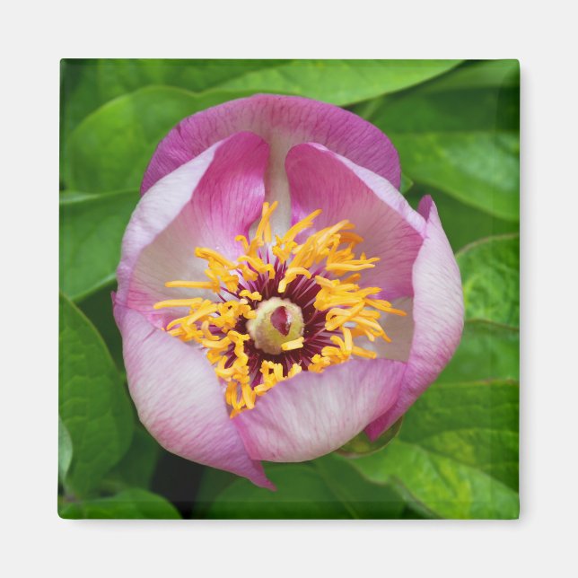 Rosa Paeonia Flower Magnet (Framsidan)