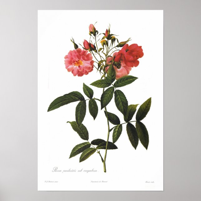 Rosa palustris subcorymbosa poster (Framsidan)