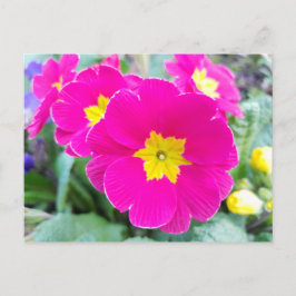 Rosa Pansies in the Park Postcard Vykort